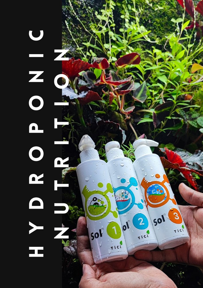 TiCi Nature Academy About Image