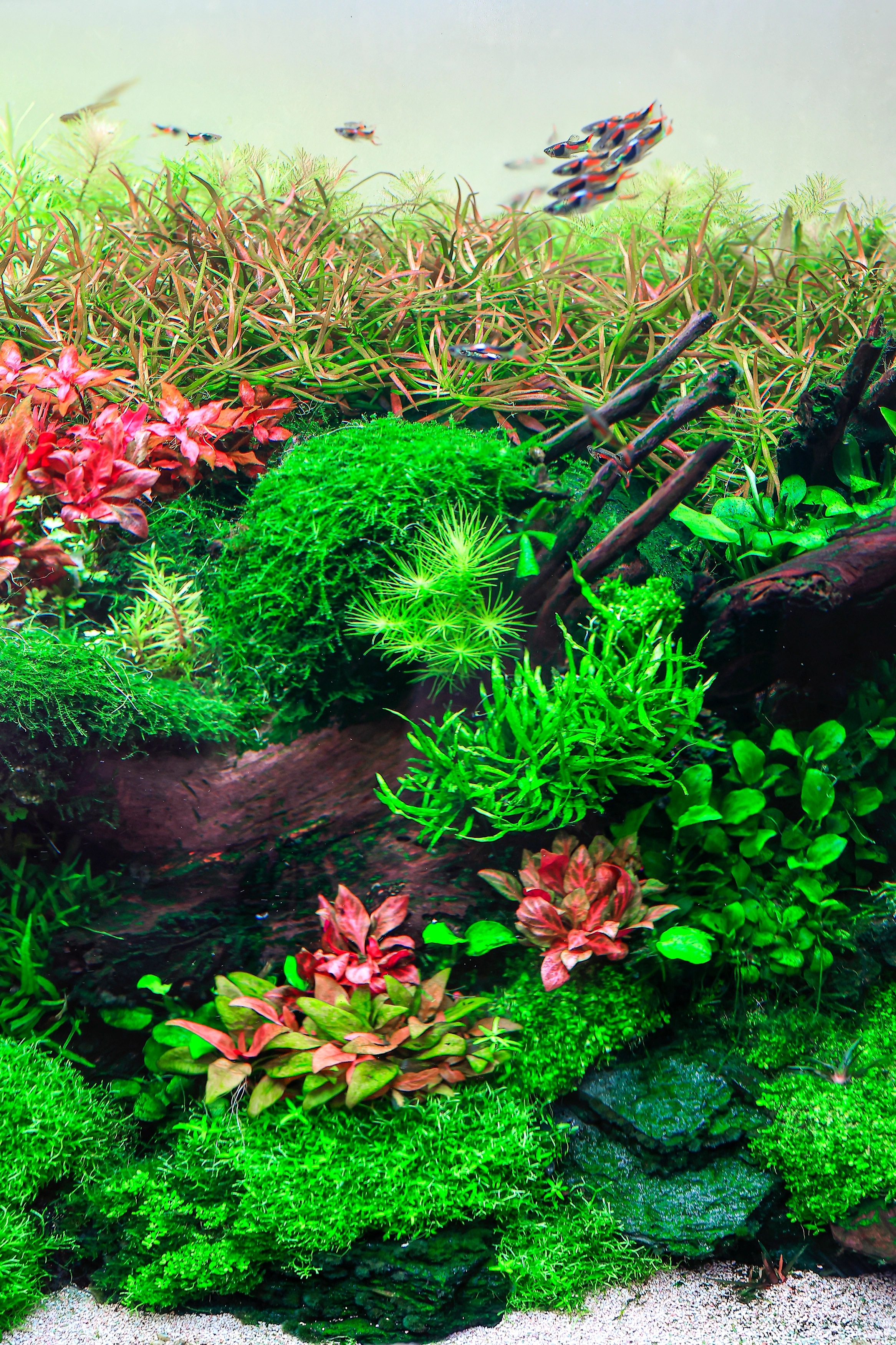 Aquarium Ecosystem Expert