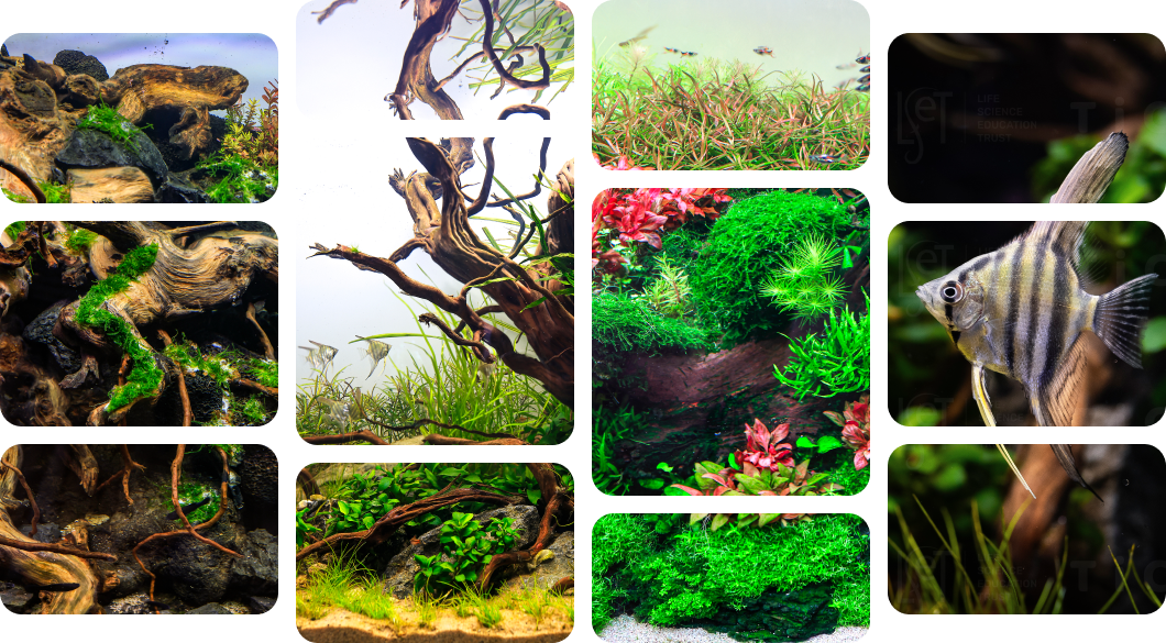 TiCi Nature Academy Contact Banner