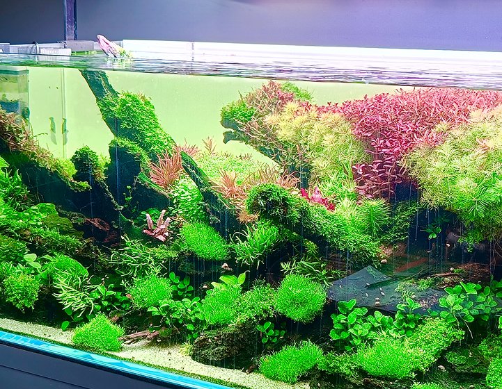 TiCi Nature Academy About Image